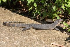 Varanus salvator