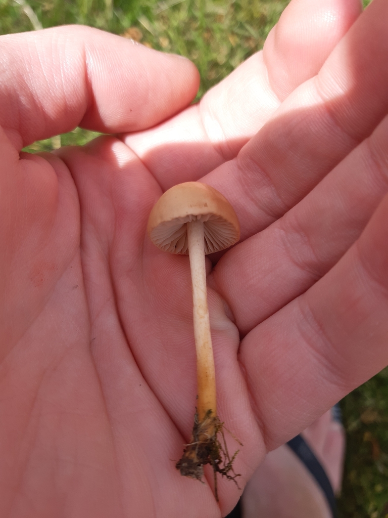 Marasmius oreades · December 2025 · photo: © georgecox (iNaturalist, cc0)