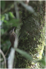 Lepidocolaptes squamatus