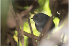 Scytalopus speluncae