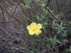 Cistus calycinus