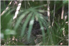 Odontophorus capueira