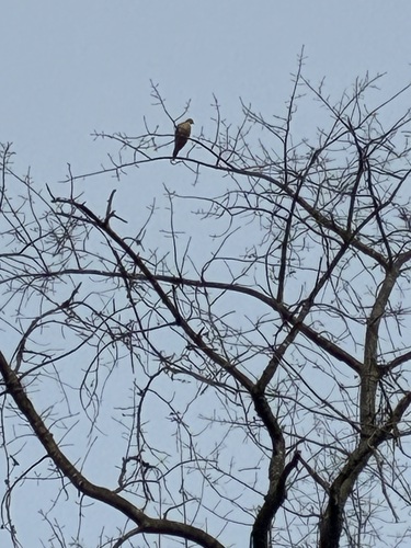 Mourning Dove