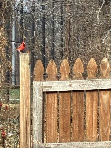 Northern Cardinal