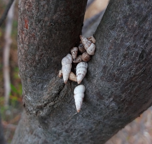 Pointed Snail