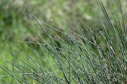 Schoenoplectus californicus observed 2025-12-25