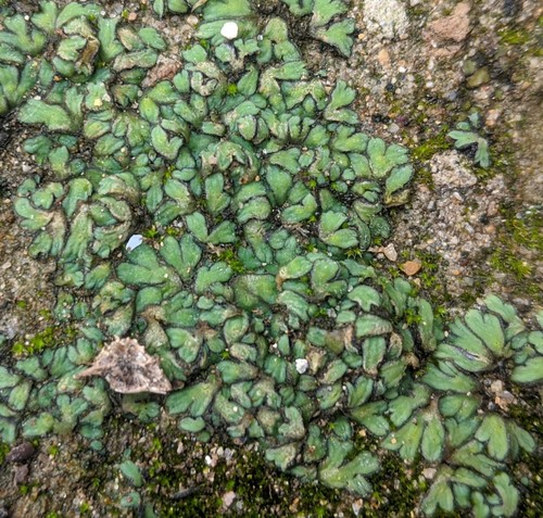 Representative image of Riccia atromarginata