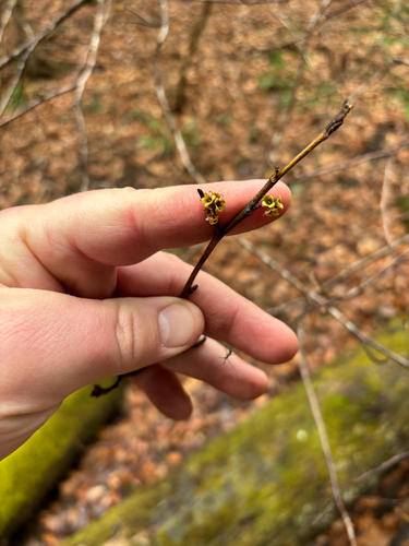 iNaturalist observation photo of american witch-hazel