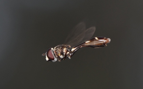 Unknown species found near Lake Louisa State Park, 7305 US-27, Clermont, FL 34714, USA