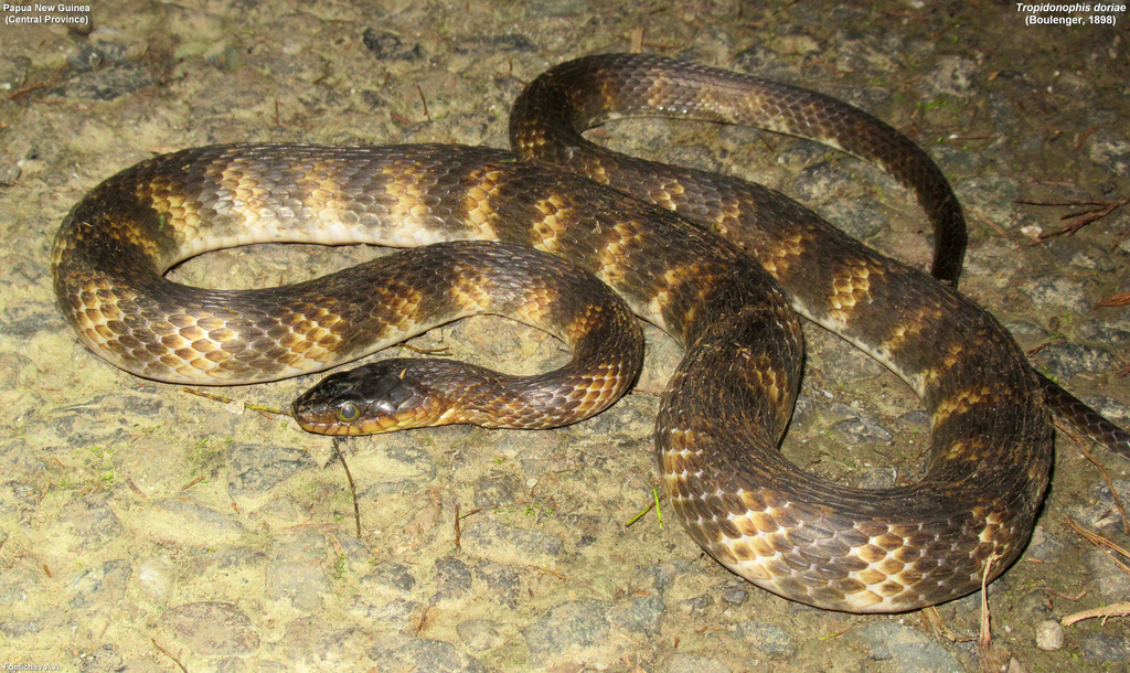 Barred Keelback