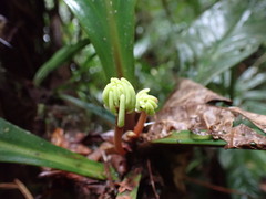 Peperomia pernambucensis