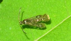 Carmenta ithacae