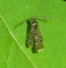 Carmenta ithacae