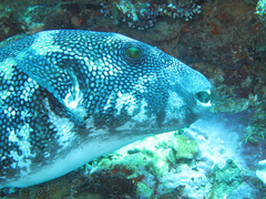Arothron caeruleopunctatus