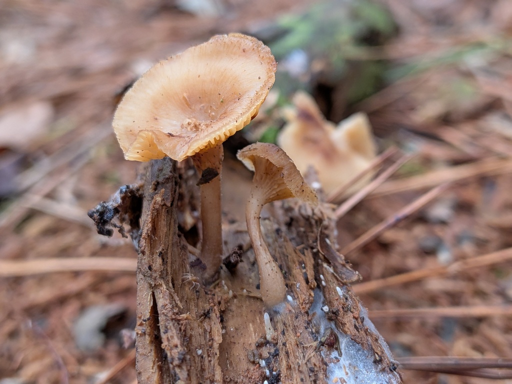 Pseudoarmillariella ectypoides