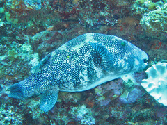 Arothron caeruleopunctatus