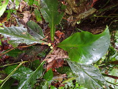Peperomia pernambucensis