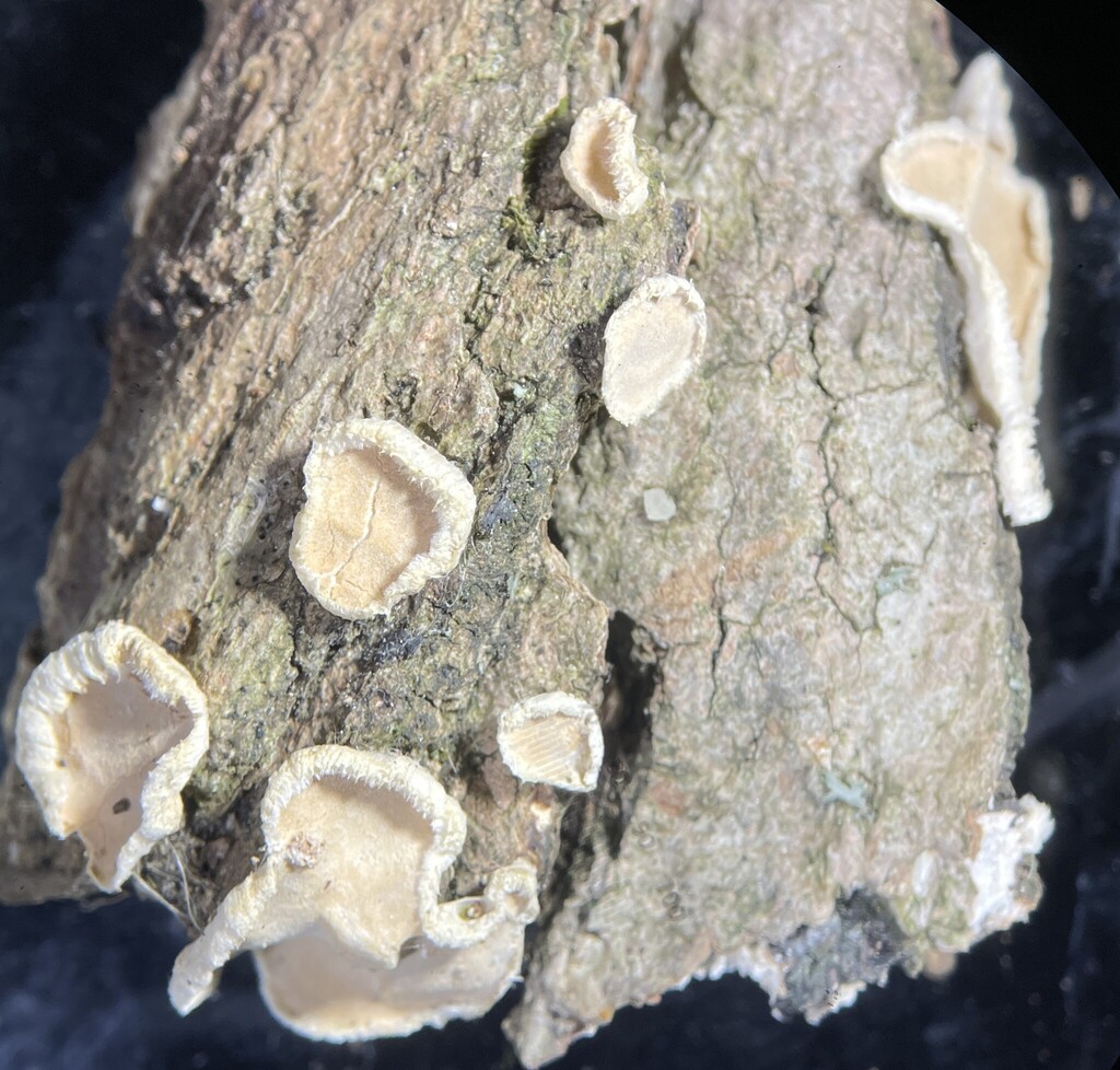 Aleurodiscus oakesii