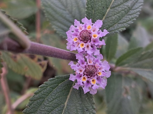 Bushy Lippia