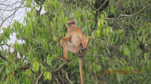 Presbytis melalophos