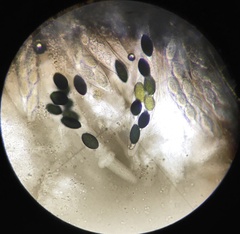 Arnium cirriferum