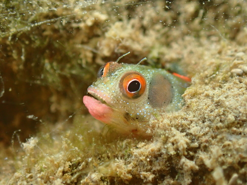 Hancock's blenny (Acanthemblemaria hancocki) — Chaenopsidae — 2