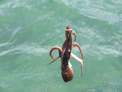 Octopus pallidus