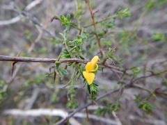 Genista triacanthos