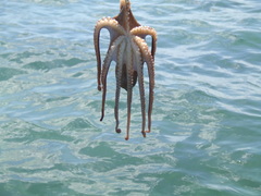 Octopus pallidus image