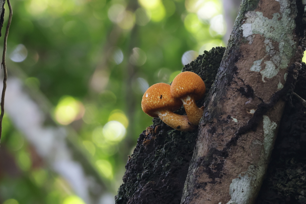 Lepiota spiculata · December 2025 · photo: © bradymh (iNaturalist, cc-by)