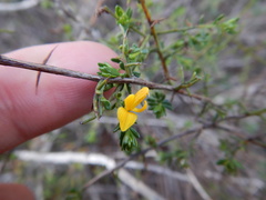 Genista triacanthos