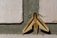 Theretra silhetensis