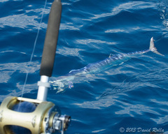 Acanthocybium solandri