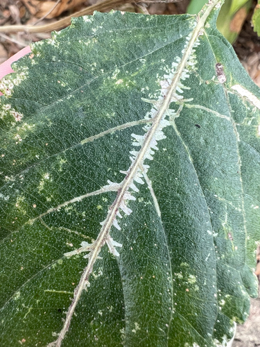 Unknown species found near Primrose Pl, Alamo Heights, TX, US
