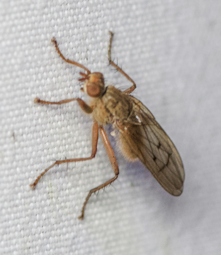 Unknown species found near Tuckahoe Village, Tuckahoe, VA 23238, USA