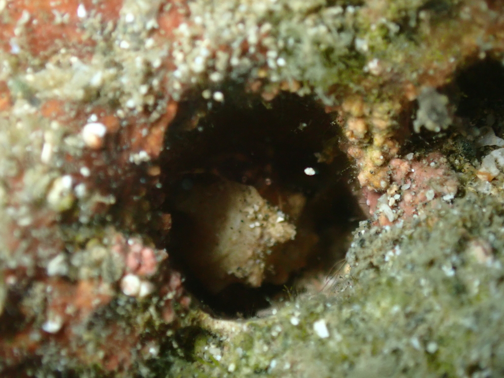 Pagurus nanodes