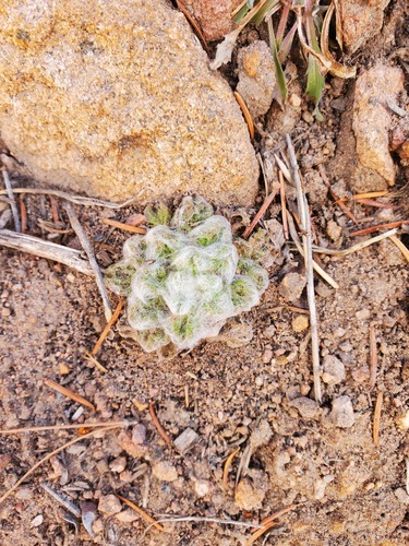 pineland horseweed (Laennecia schiedeana)