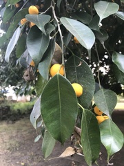 Ficus benjamina image