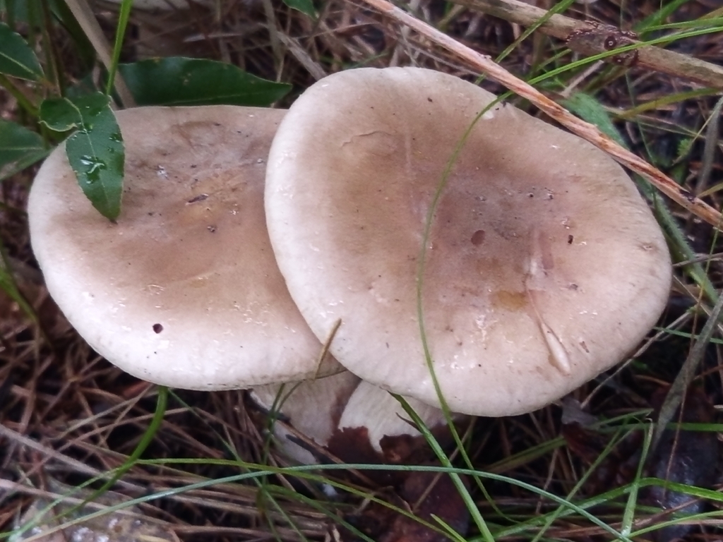 Clitocybe nebularis · December 2025 · photo: © meaglinumut (iNaturalist, cc-by)