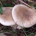 Dumanlı Mantar (Clitocybe nebularis)