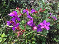 Tibouchina
