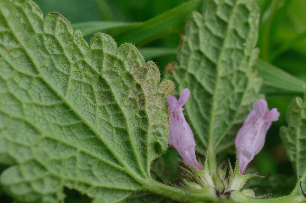 Peronospora lamii