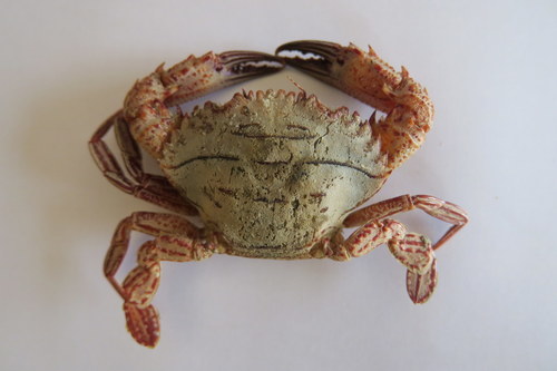 Charybdis natator