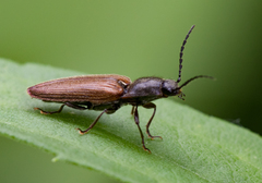 Hemicrepidius decoloratus