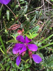 Tibouchina