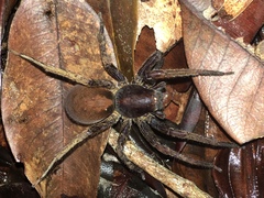 Ctenus ornatus