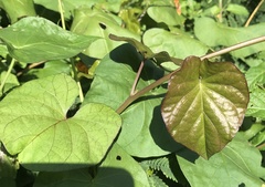 Ipomoea tiliacea