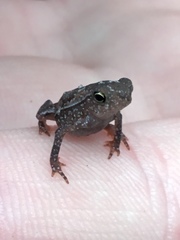 Rhinella hoogmoedi