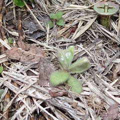 Tomostima platycarpa
