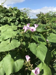 Ipomoea tiliacea